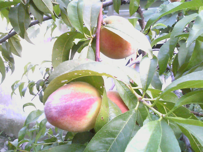 Picture 030 - gradina 2012