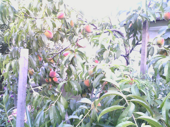 Picture 031 - gradina 2012