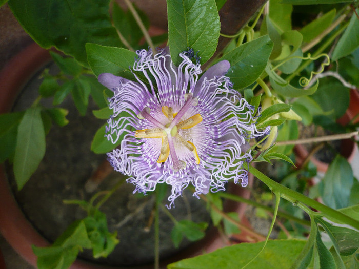 04.07.2012 - zzz-PASSIFLORA 2012-iesite din colectie