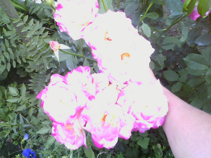 Picture 032