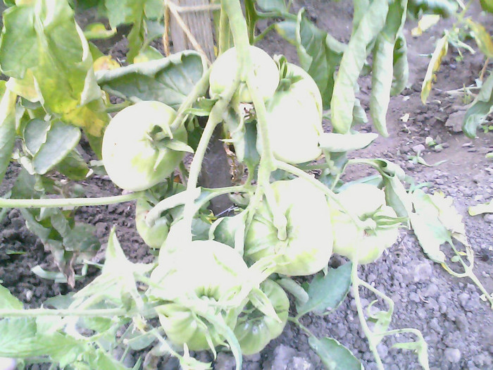 Picture 039 - gradina 2012