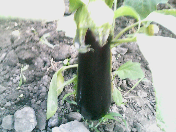 Picture 040 - gradina 2012