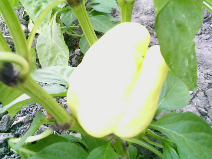 Picture 044 - gradina 2012