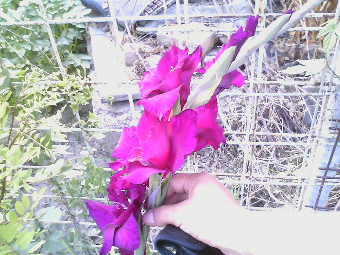 Picture 051 - gladiole