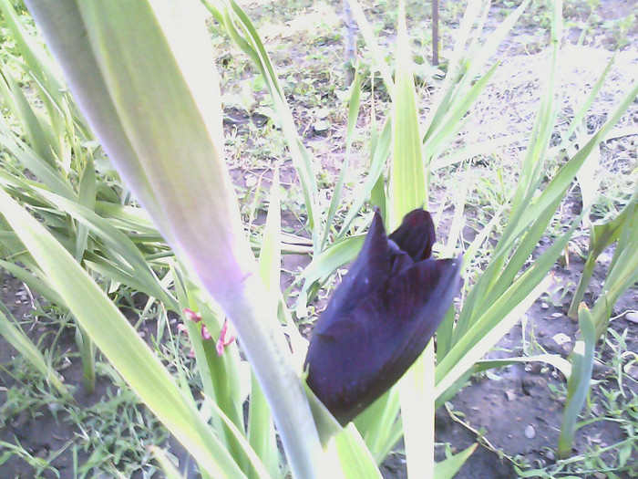 Picture 048 - gladiole