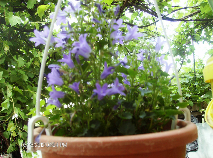 flori iunie 2012 144 - campanula -2012