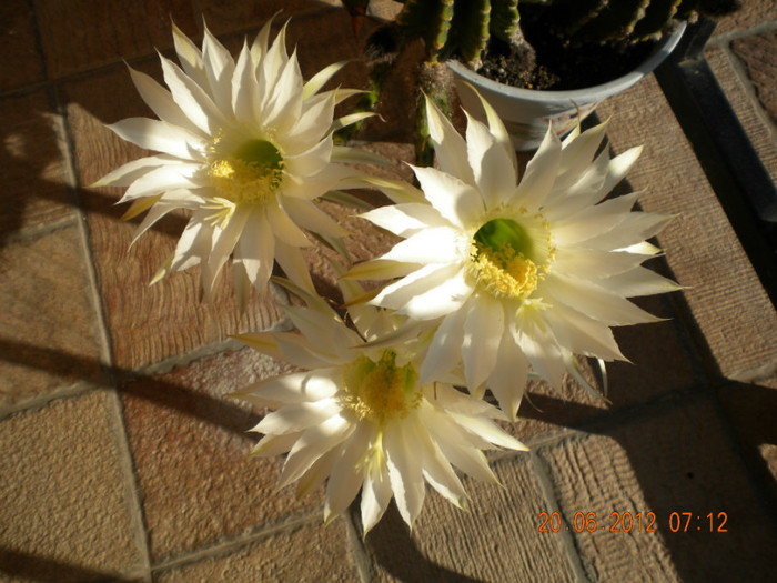 cactus alb - flori 2012