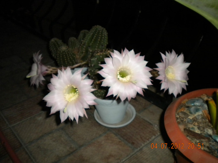 cactus roz - flori 2012