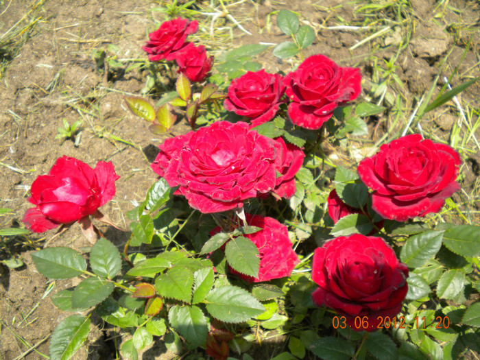 trandafir pitic - flori 2012