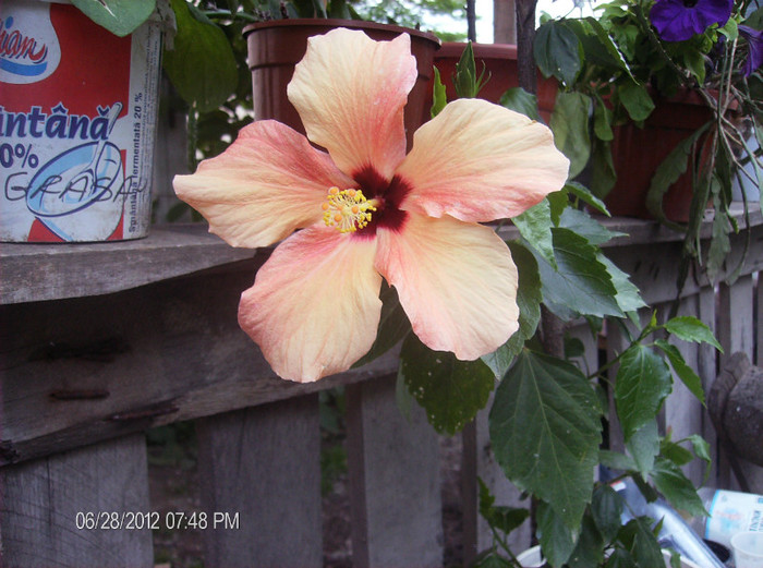 flori iulie 2012 032 - hibiscus 2012-1
