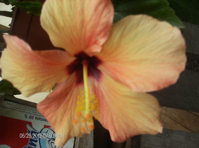 flori iulie 2012 046 - hibiscus 2012-1