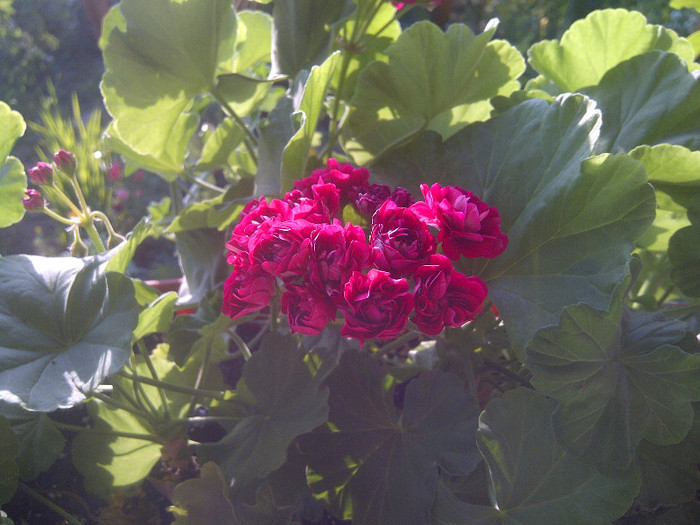 muscata - flori de gradina 2012