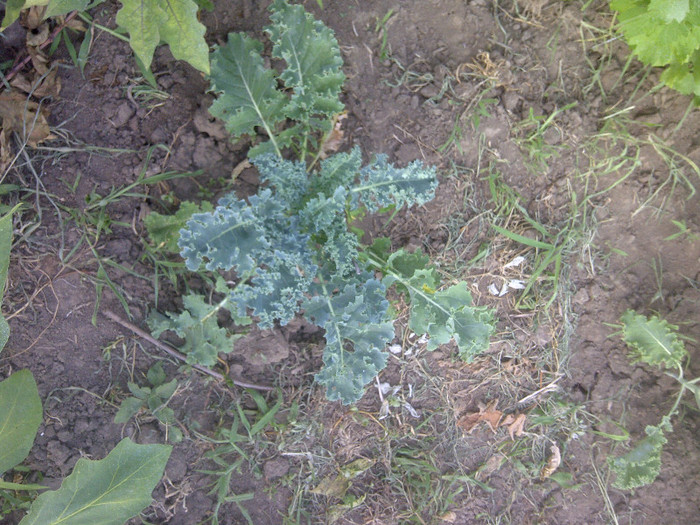 kale