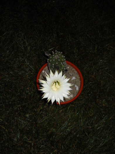 4 iulie >Seara la ora 21,00 am inflorit! - Cactus  2012