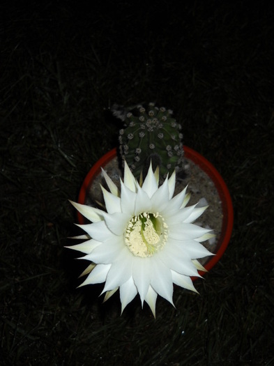 Echinopsis C ! - Cactus  2012