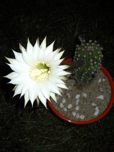 E minunata! Parfumata