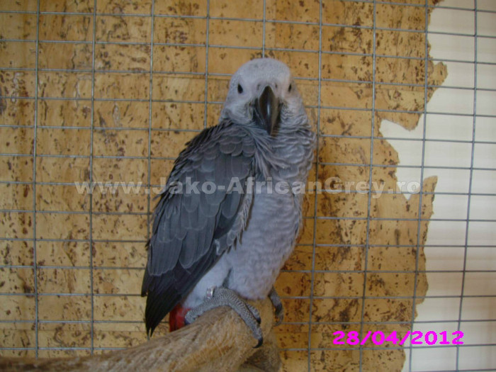 papagal jako african grey 1