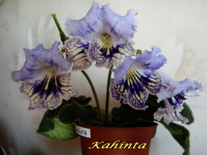 Kahinta (4-07-2012)