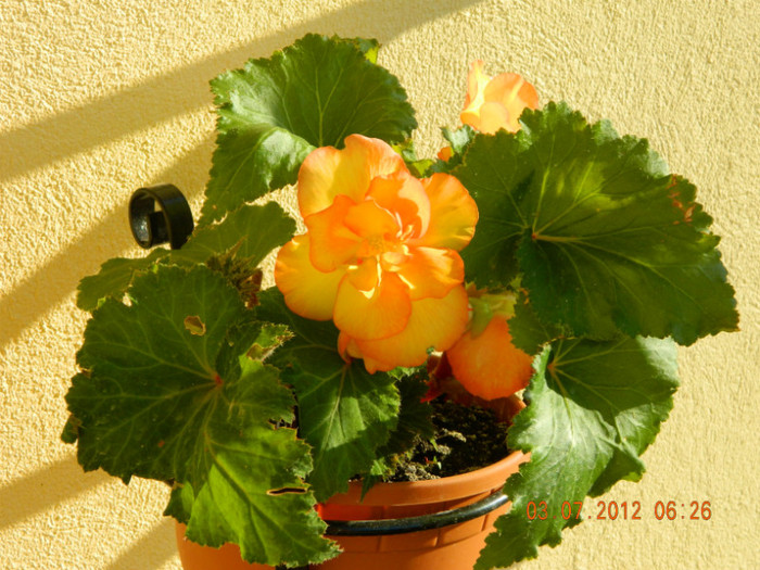 begonia dubla Picotee - 0_BEGONII