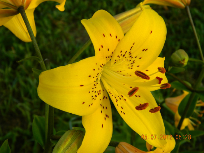 006 - MULTUMESC-TAISIA