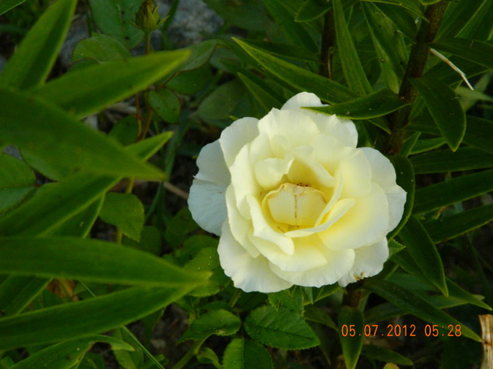 IRIS HOPE - MULTUMESC-TAISIA