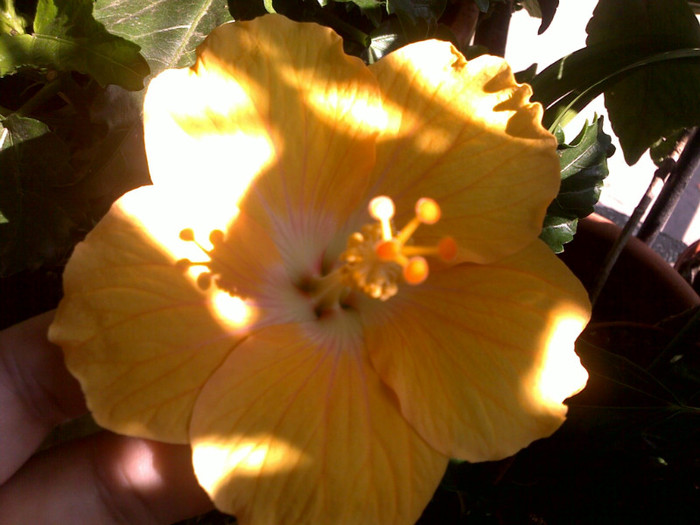 01072012471 - hibiscusi 2012