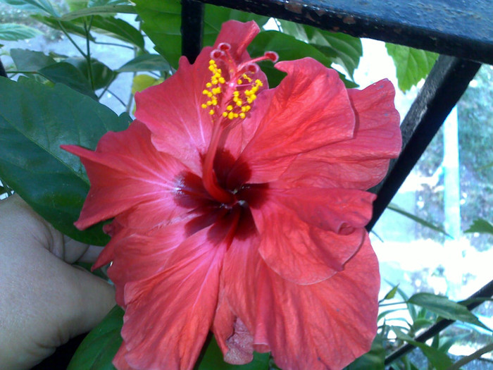 04072012472 - hibiscusi 2012
