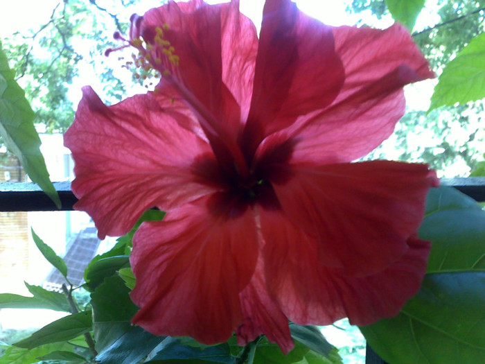 04072012473 - hibiscusi 2012