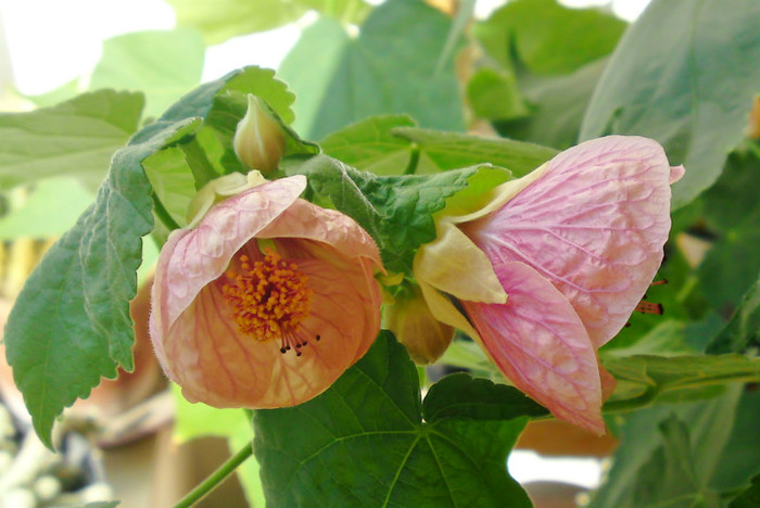  - Abutilon