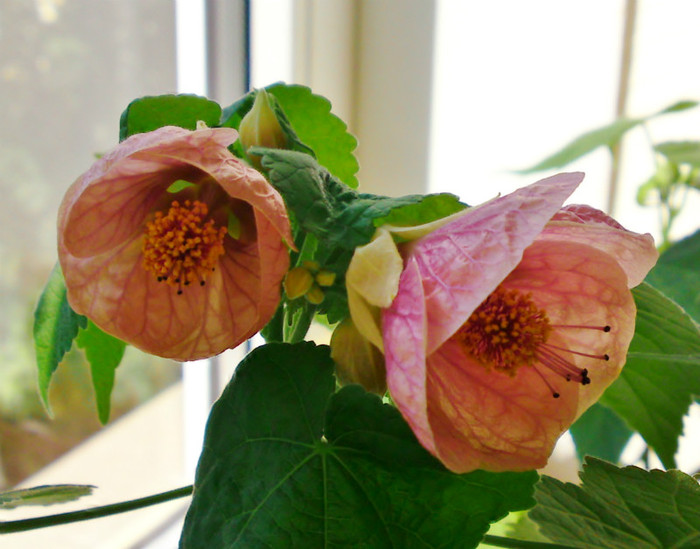  - Abutilon