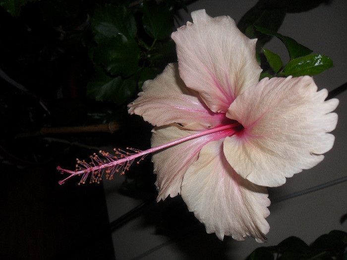 Hibiscus Rowenas Weeding - Hibiscus 2012-1