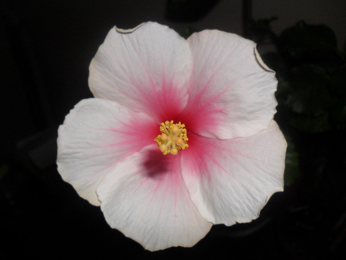 Hibiscus Bali - Hibiscus 2012-1