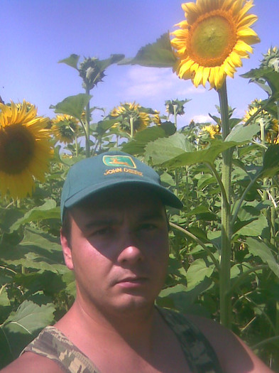 Mr - floarea soarelui 2012