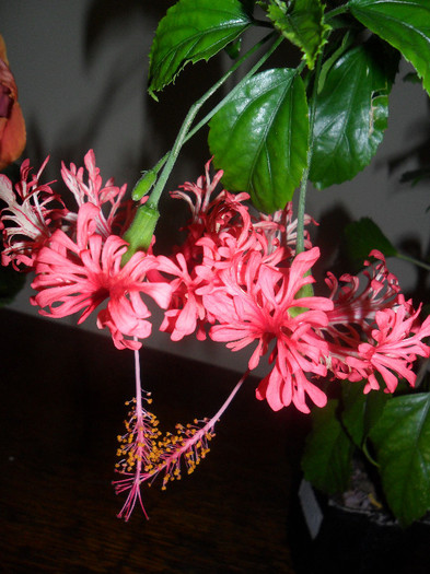 Hibiscus Schizopetalus