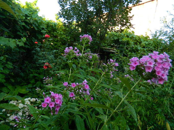 DSCN0021 - IULIE 2012