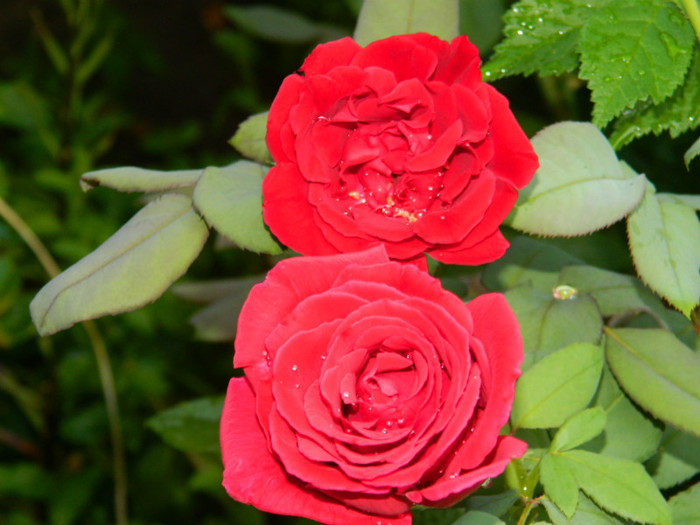 DSCN0030 - IULIE 2012