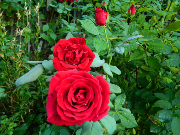 DSCN0031 - IULIE 2012