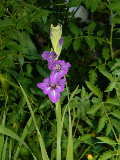 DSCN0033 - IULIE 2012