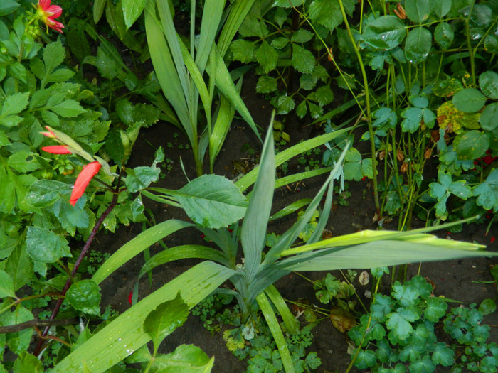 DSCN0040 - IULIE 2012