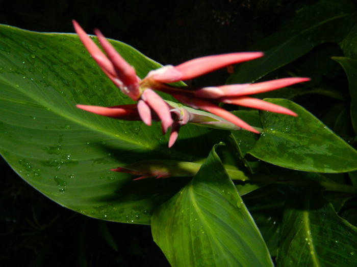 DSCN0041 - IULIE 2012