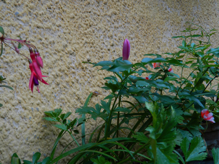 DSCN0045 - IULIE 2012