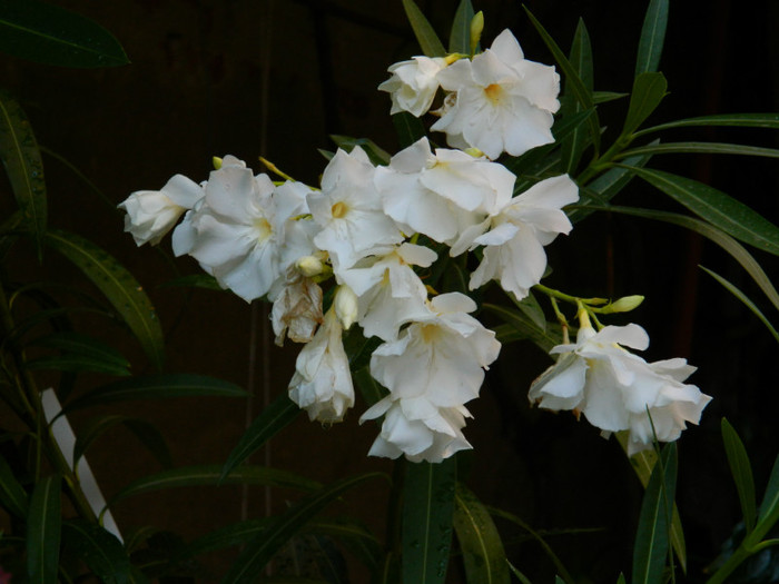 DSCN0048 - IULIE 2012