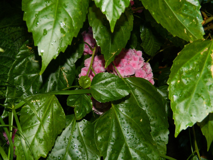 DSCN0050 - IULIE 2012