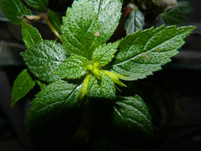 DSCN0054 - IULIE 2012