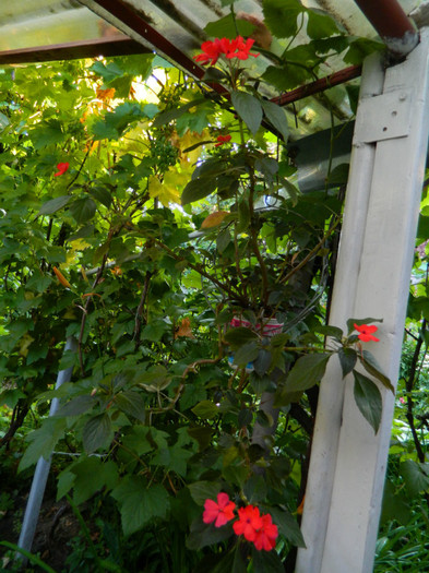 DSCN0055 - IULIE 2012