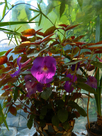 DSCN0058 - IULIE 2012