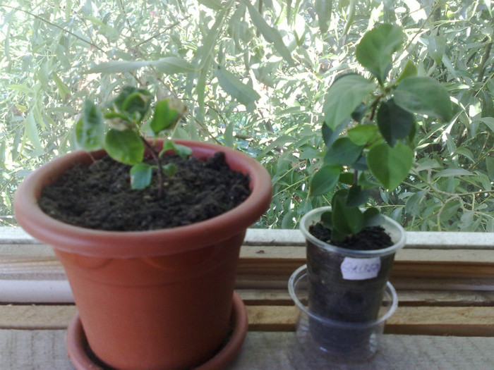 cele mai mici (alba si galbena)