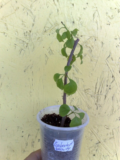 bebelusha_ Limberlost Beauty