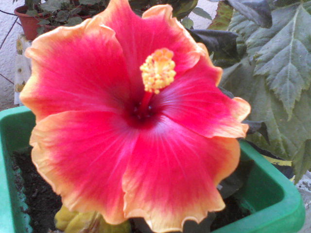P04-07-12_09.39[2] - hibiscus