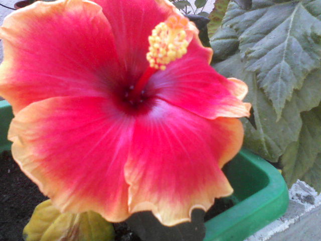 P04-07-12_09.39[4] - hibiscus